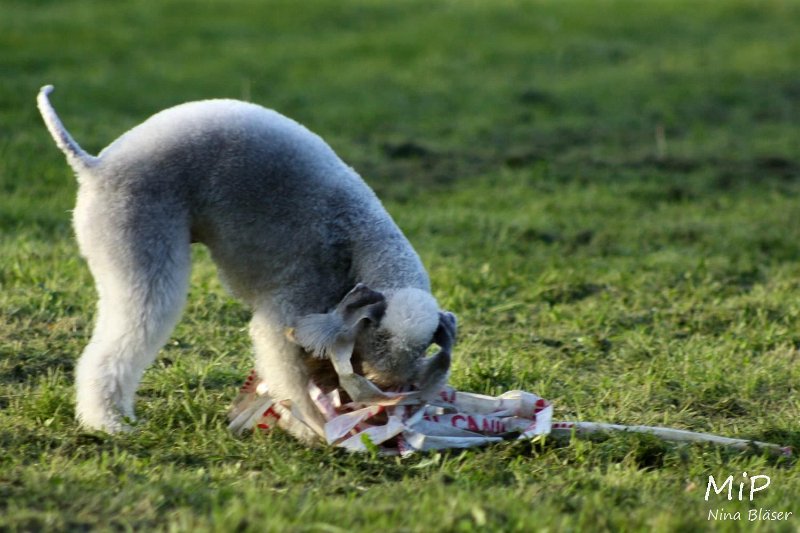 2010-10-03 Coursing-Training GE (44).jpg